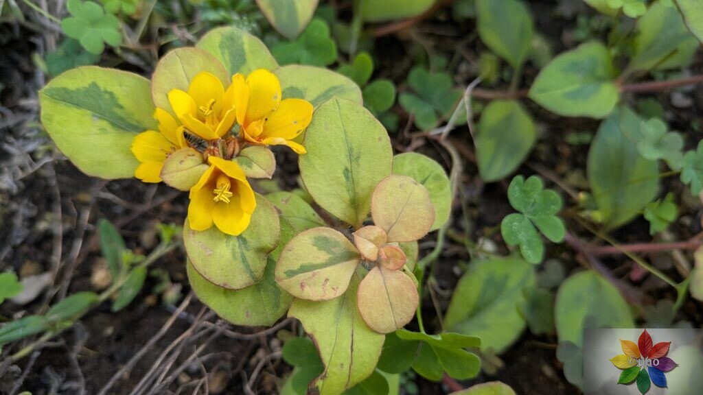 リキマシア リッシー 地植え グランドカバー