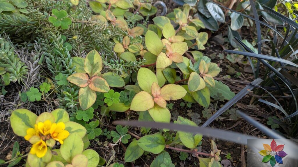 リキマシア リッシー 地植え グランドカバー