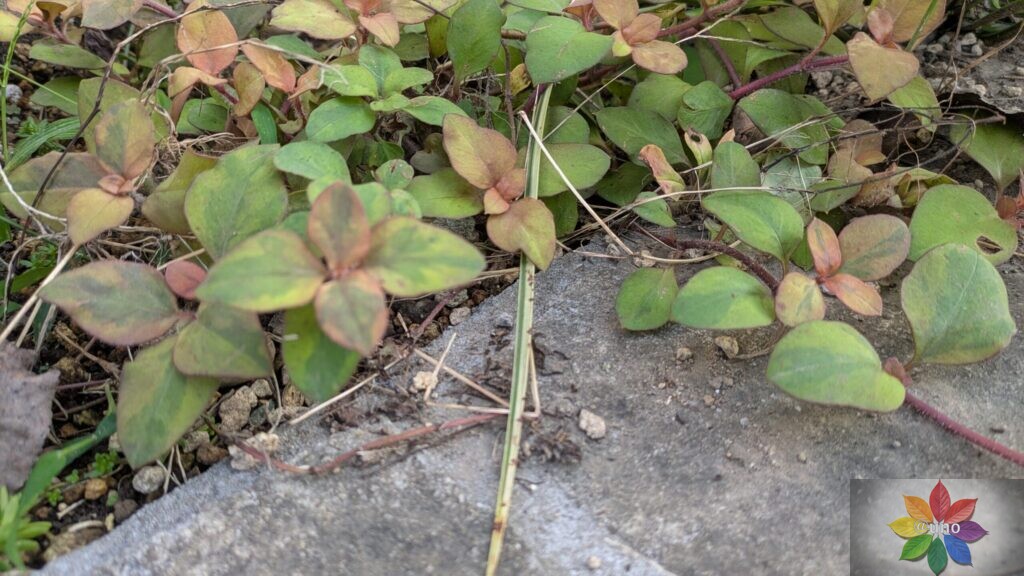 リキマシア リッシー 地植え グランドカバー