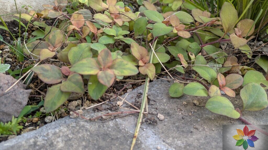 リキマシア リッシー 地植え グランドカバー