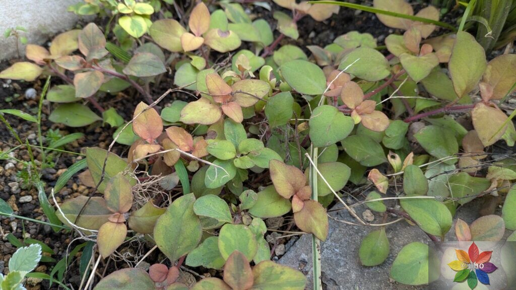 リキマシア リッシー 地植え グランドカバー