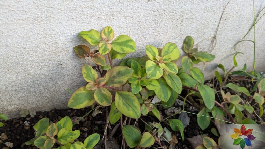 リキマシア リッシー 地植え グランドカバー