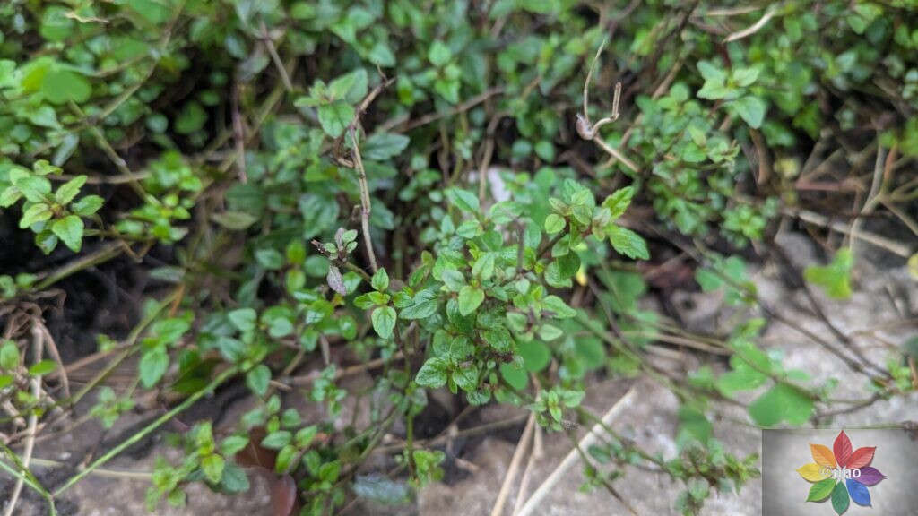 ベロニカ　オックスフォードブルー　地植え