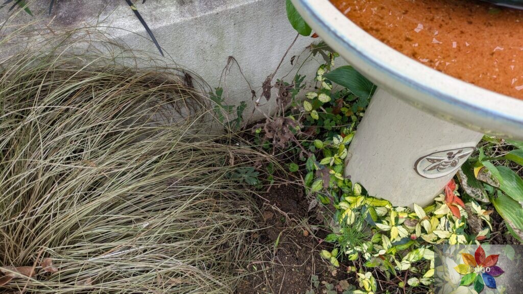 ゲラニウム エスプレッソ 地植え 葉の様子