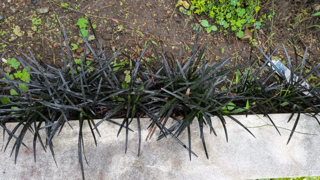 オオジャバノヒゲ コクリュウ 地植え 黒葉 多年草