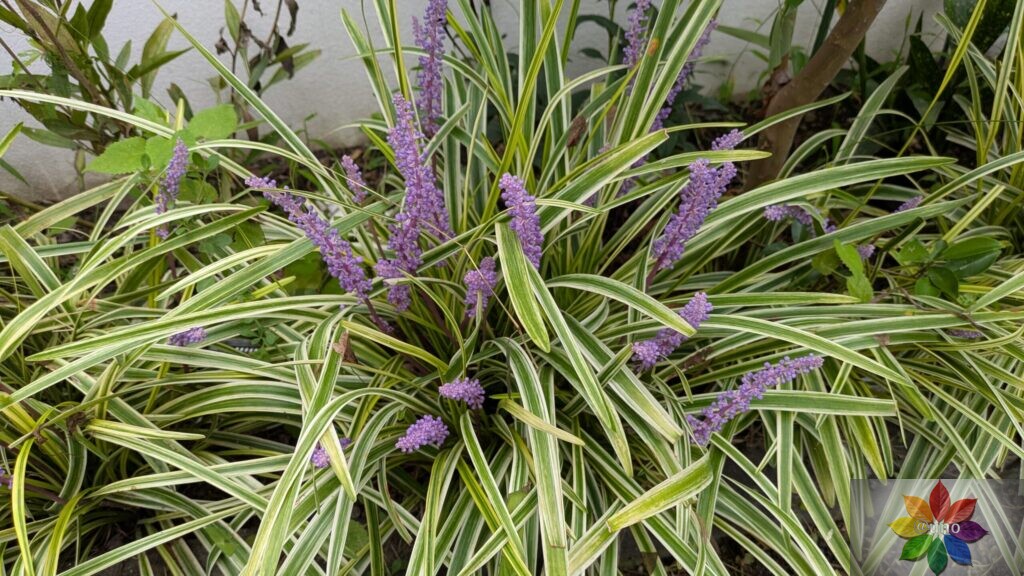 ヤブラン 斑入り 地植え 開花