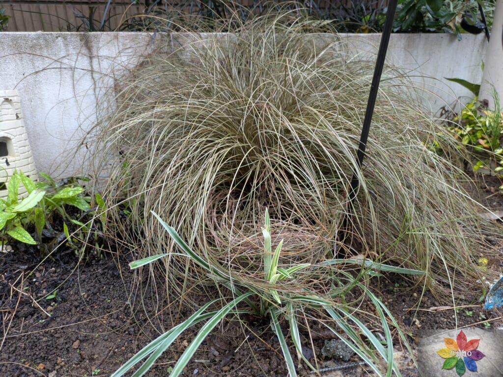 カレックス ブロンズカール 地植え
