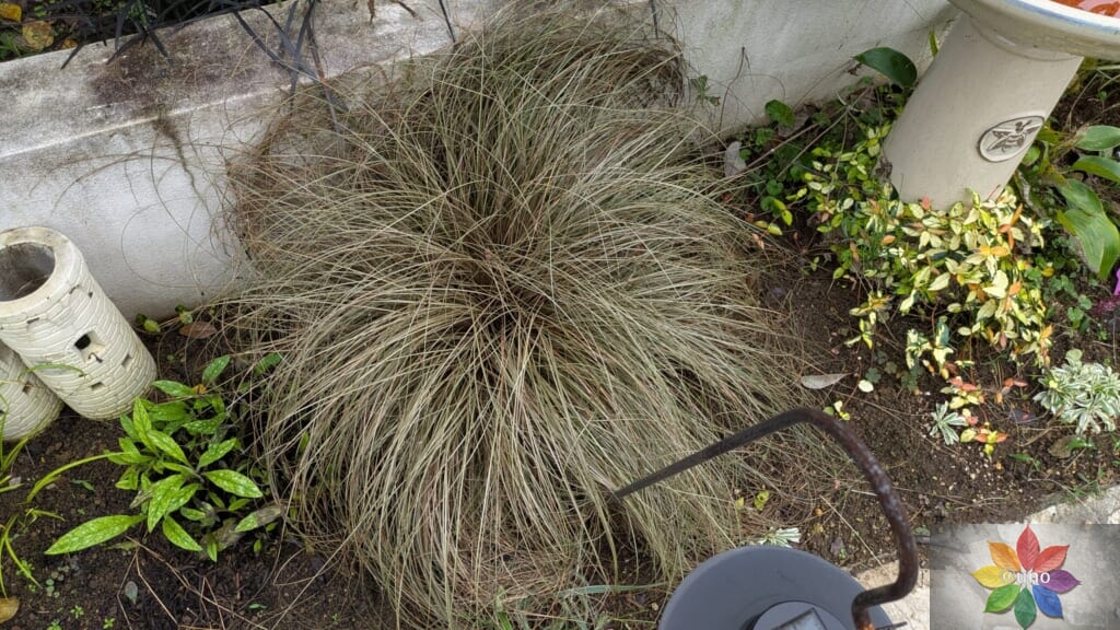 カレックス ブロンズカール 地植え