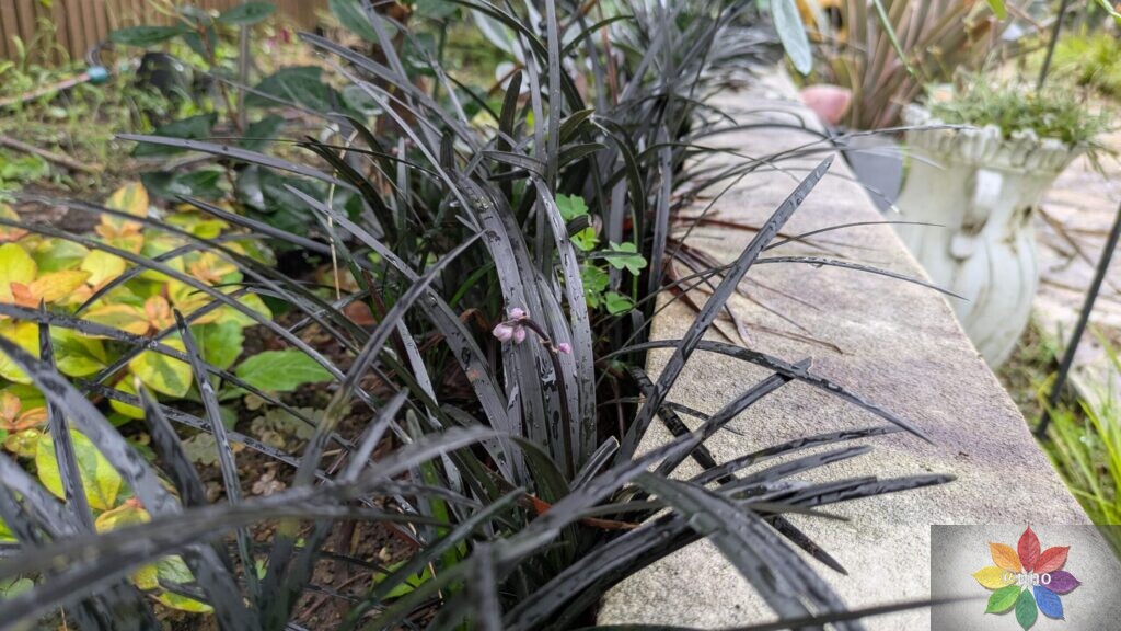 オオジャバノヒゲ コクリュウ 地植え 黒葉 多年草
