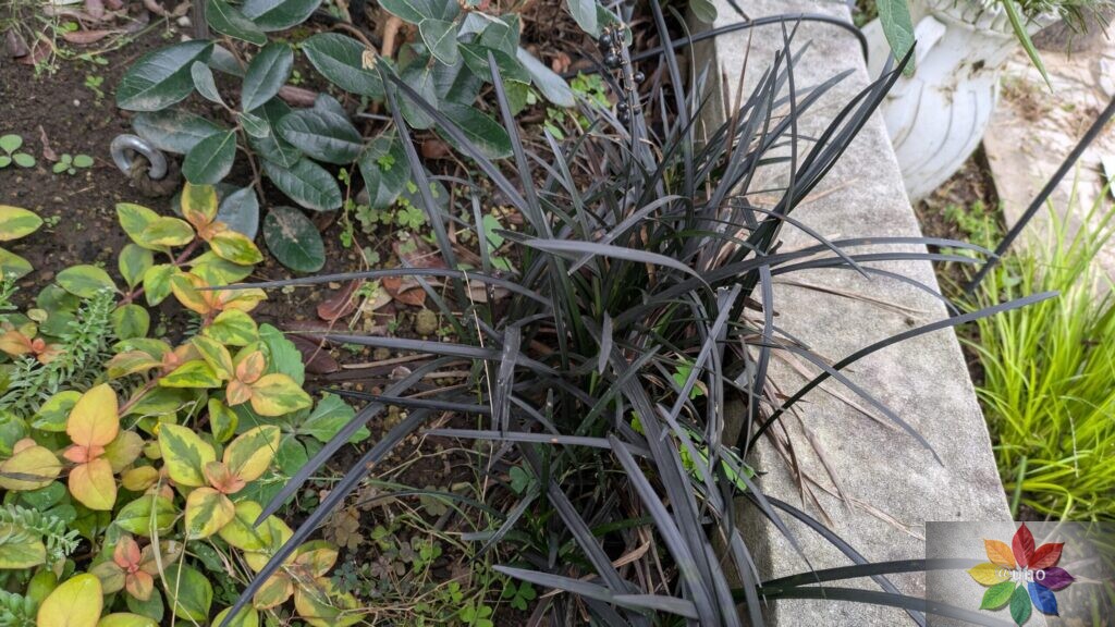 オオジャバノヒゲ コクリュウ 地植え 黒葉 多年草
