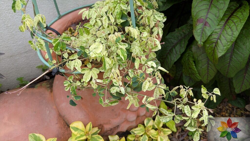 斑入り　アケビ　葉　つる