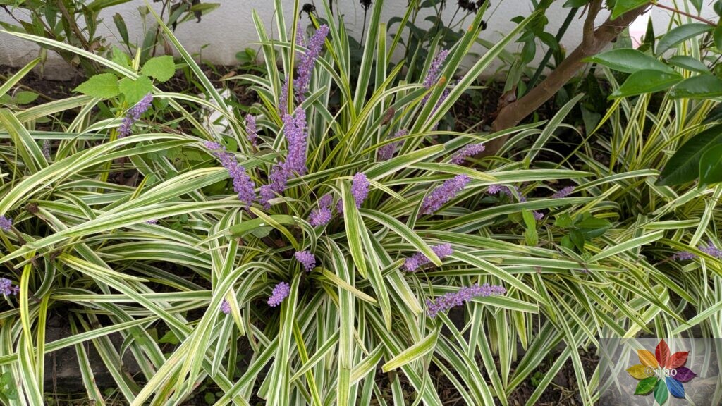 ヤブラン 斑入り 地植え 開花