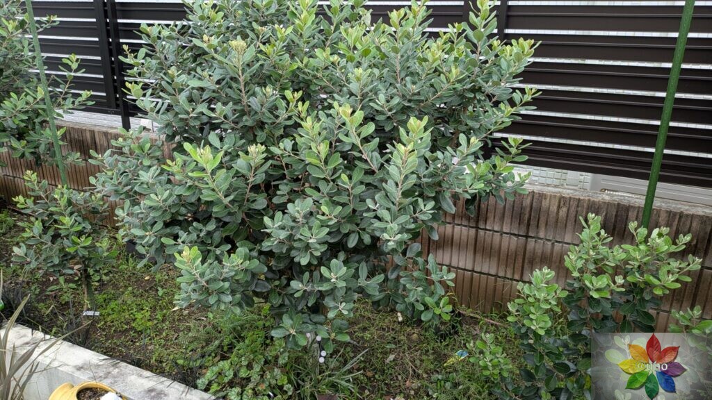 フェイジョア 地植え