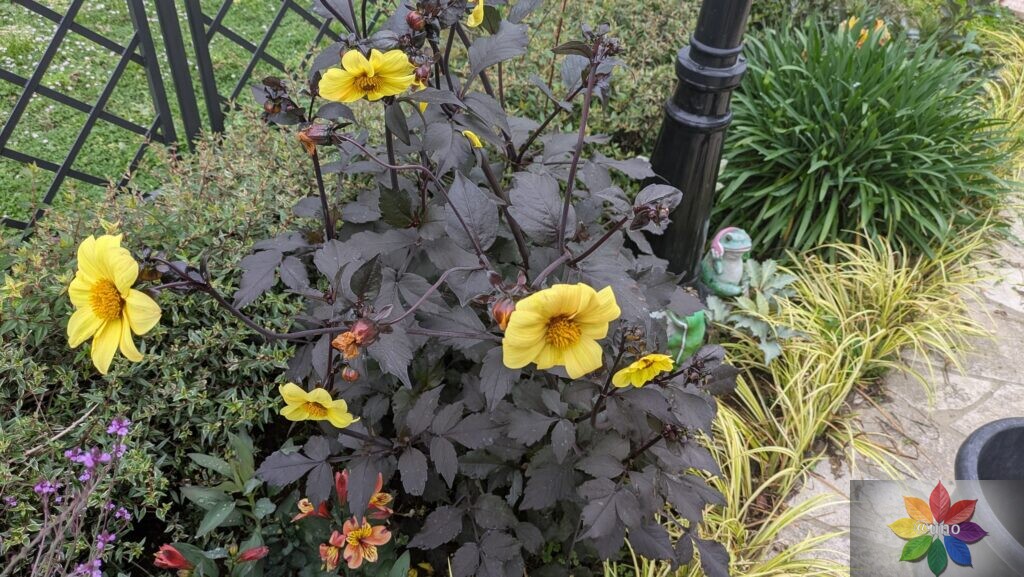 ダリア　ブラックナイト　銅葉　開花
