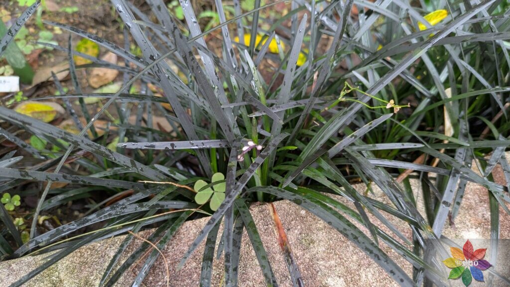 オオジャバノヒゲ コクリュウ 地植え 黒葉 多年草