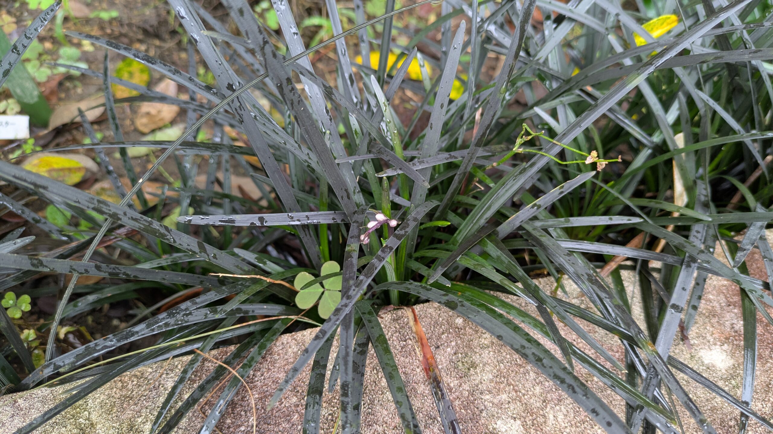 オオジャバノヒゲ　コクリュウ　地植え　黒葉　多年草