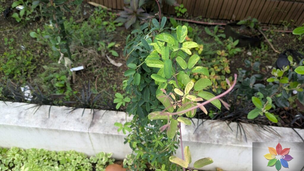 斑入り　アケビ　葉　つる