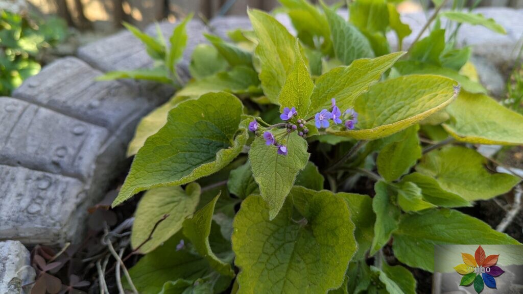 ブルンネラ ダイアンズゴールド 開花