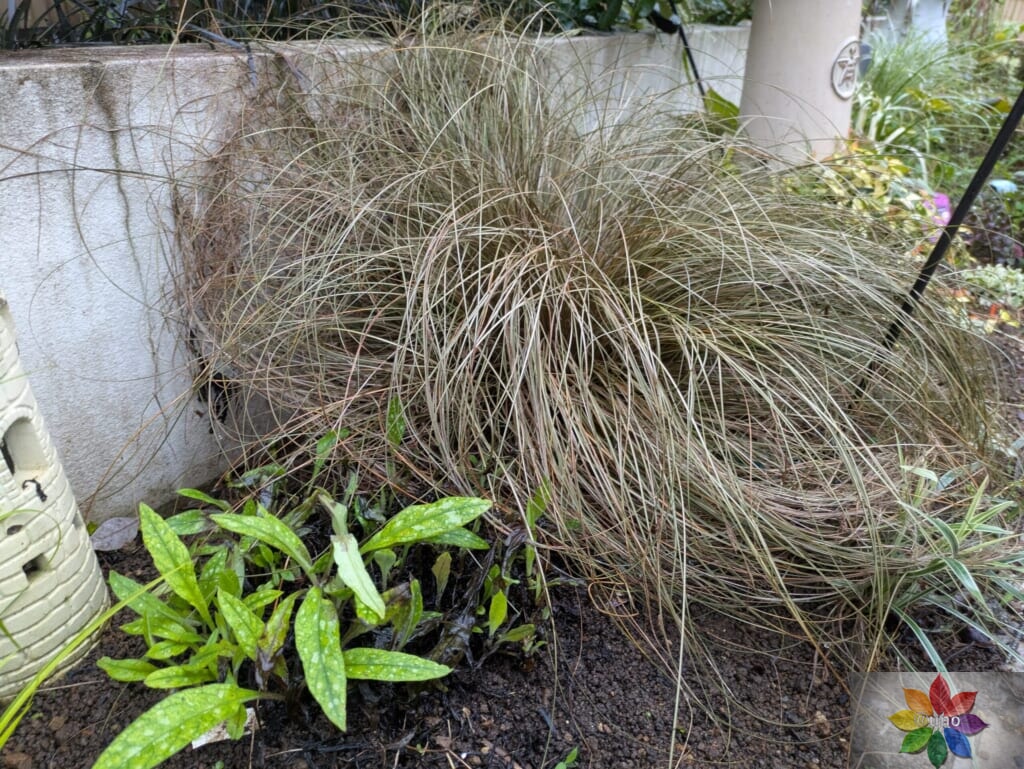 カレックス ブロンズカール 地植え