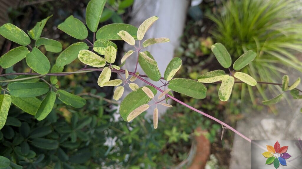 斑入り　アケビ　葉　つる