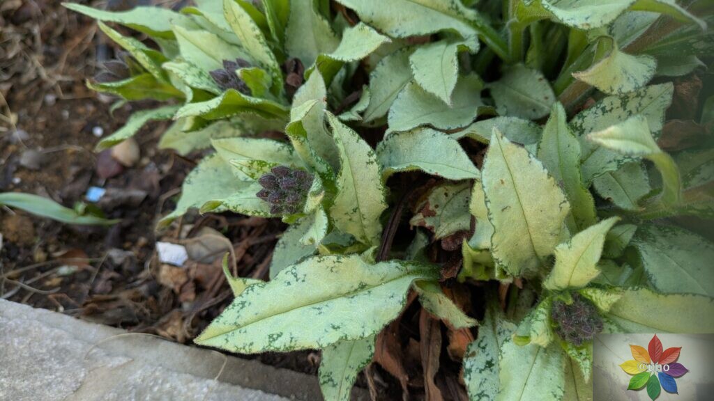 プルモナリア　ダイアナクレア　シルバーリーフ　開花　構成