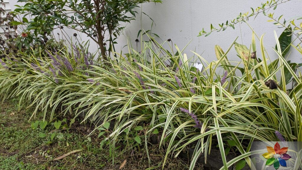 ヤブラン 斑入り 地植え 開花