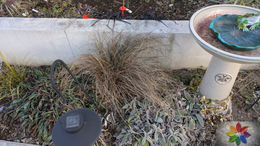カレックス ブロンズカール 地植え