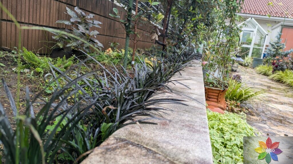 オオジャバノヒゲ コクリュウ 地植え 黒葉 多年草