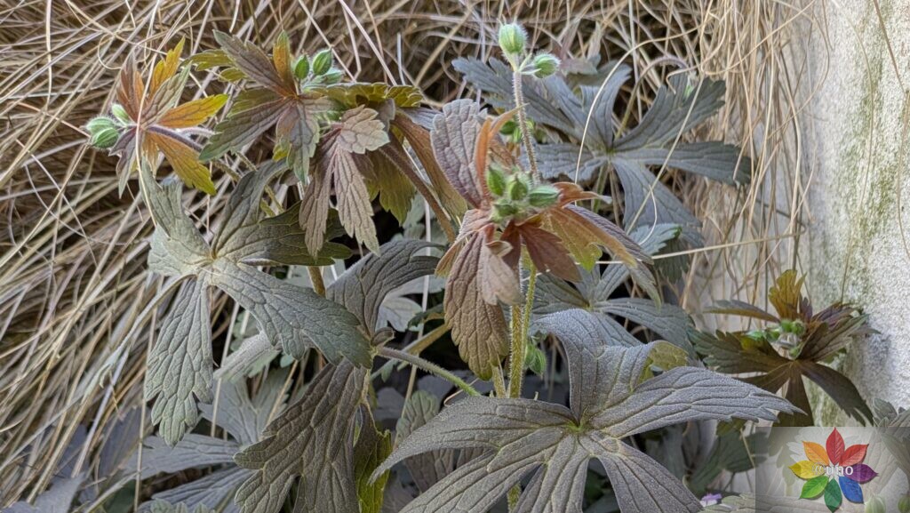 ゲラニウム エスプレッソ 地植え 葉の様子