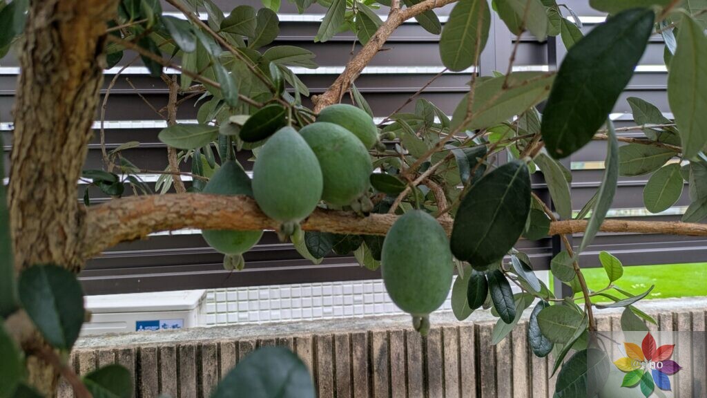 フェイジョア 地植え 果実