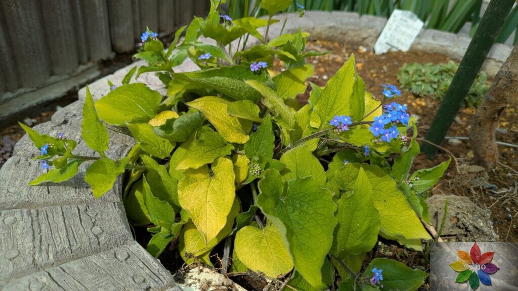 ブルンネラ　ダイアンズゴールド　開花
