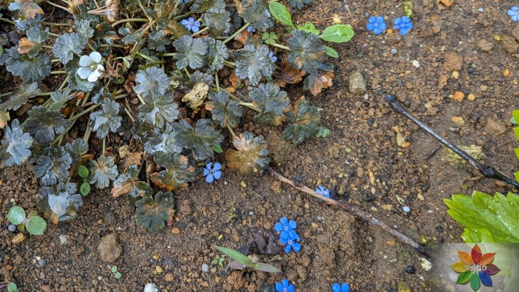 ブルンネラ ダイアンズゴールド 開花