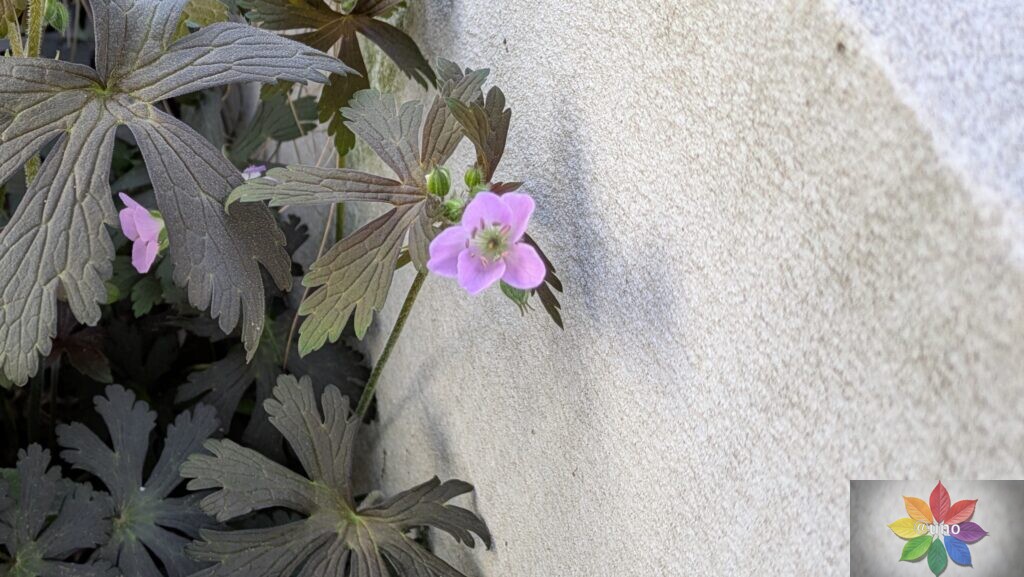 ゲラニウム エスプレッソ 地植え 葉の様子