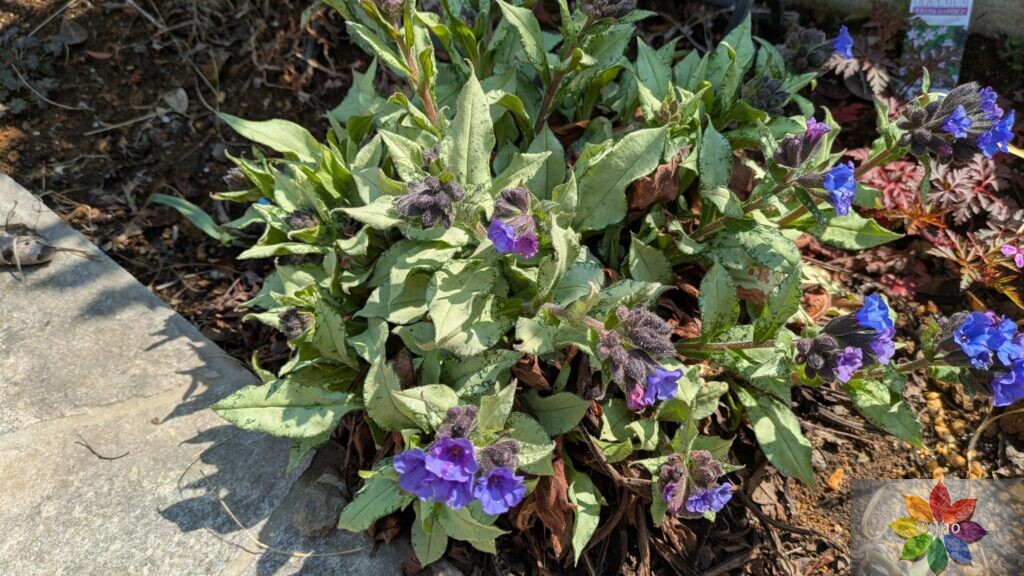 プルモナリア　ダイアナクレア　シルバーリーフ　開花