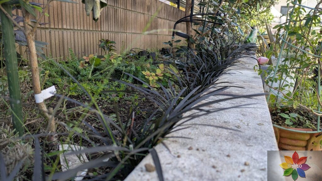 オオジャバノヒゲ コクリュウ 地植え 黒葉 多年草