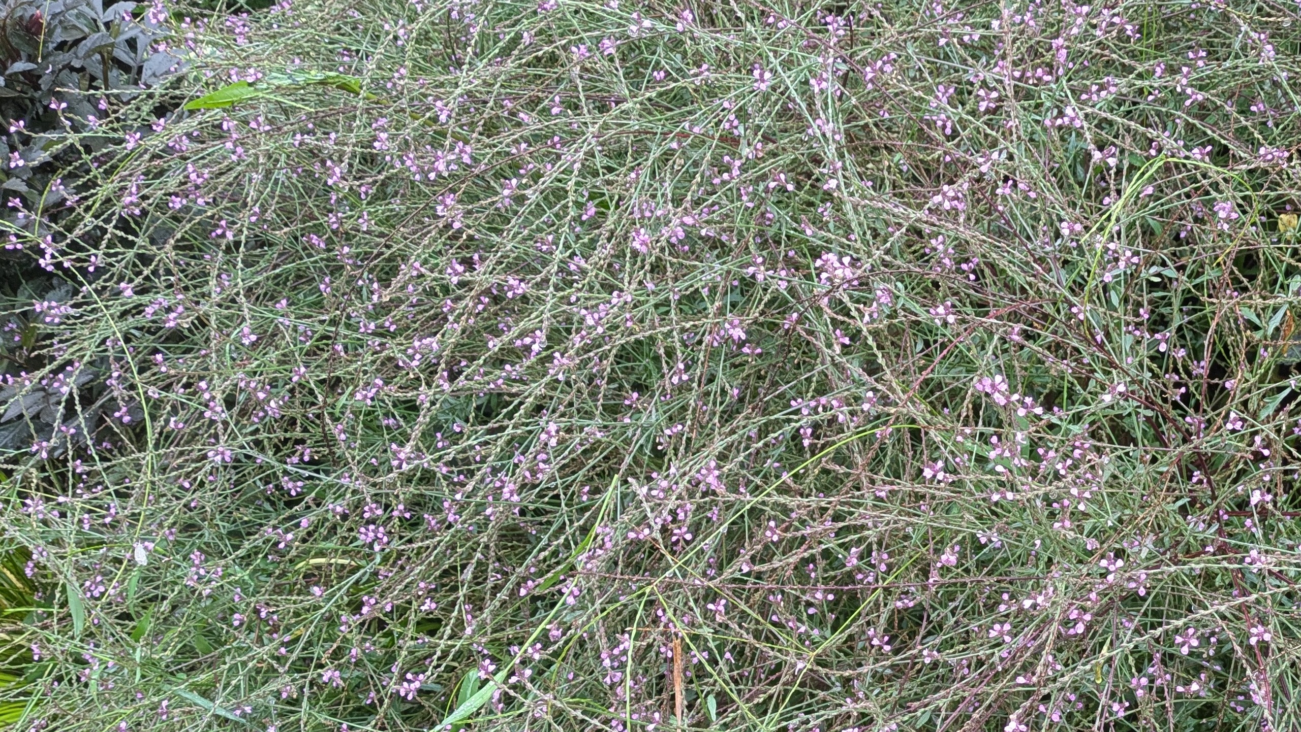 バーベナ　バンプトン　地植え