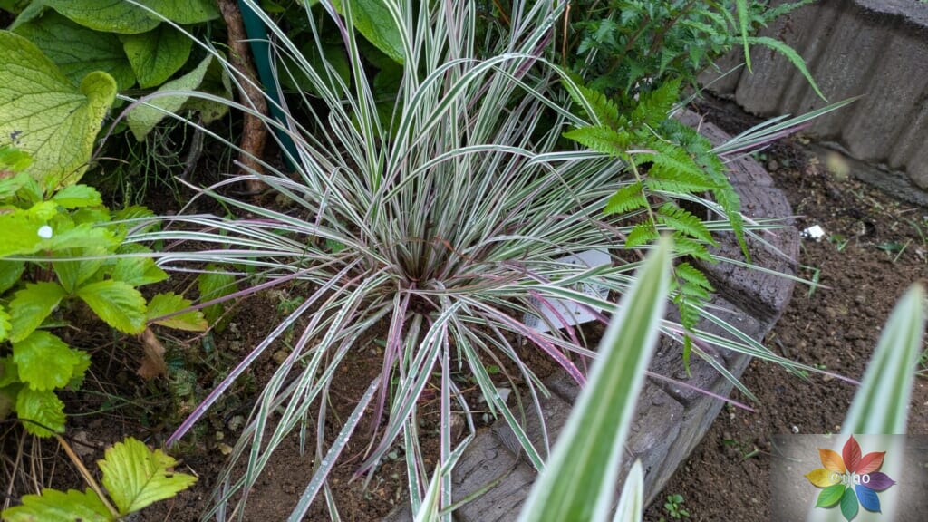 スキザクリウム カメレオン 地植え