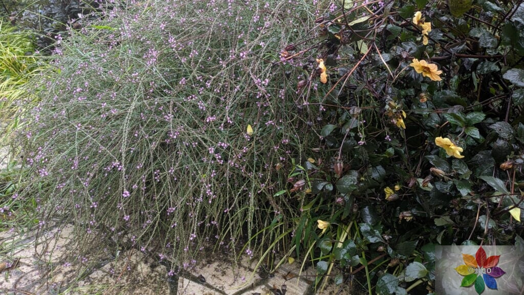 バーベナ　バンプトン　地植え