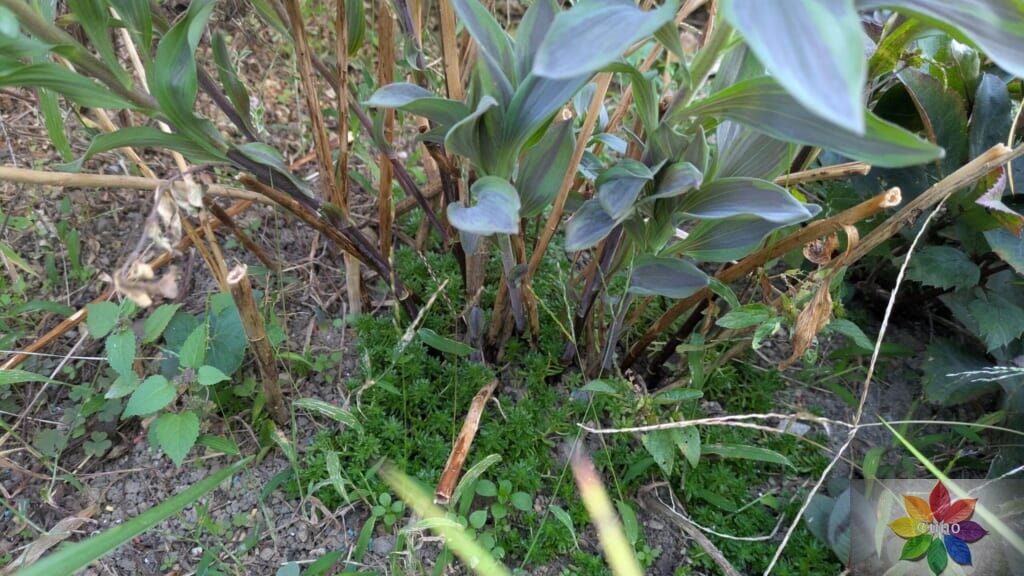 アルストロメリア　サマーブリーズ　地植え