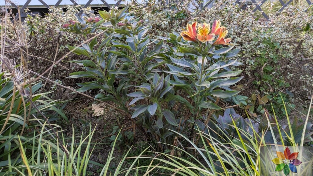 アルストロメリア　サマーブリーズ　地植え