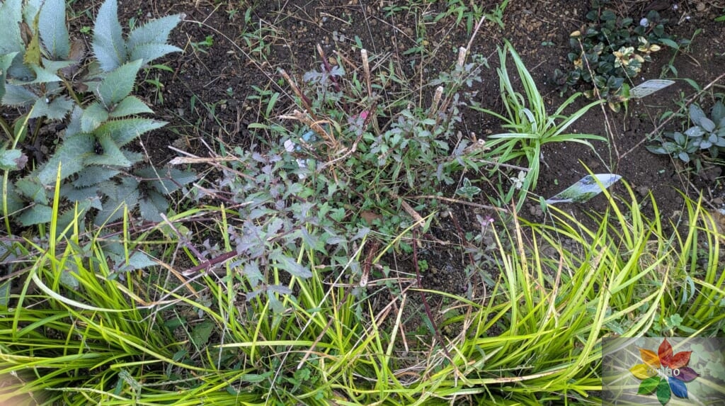 バーベナ　バンプトン　地植え