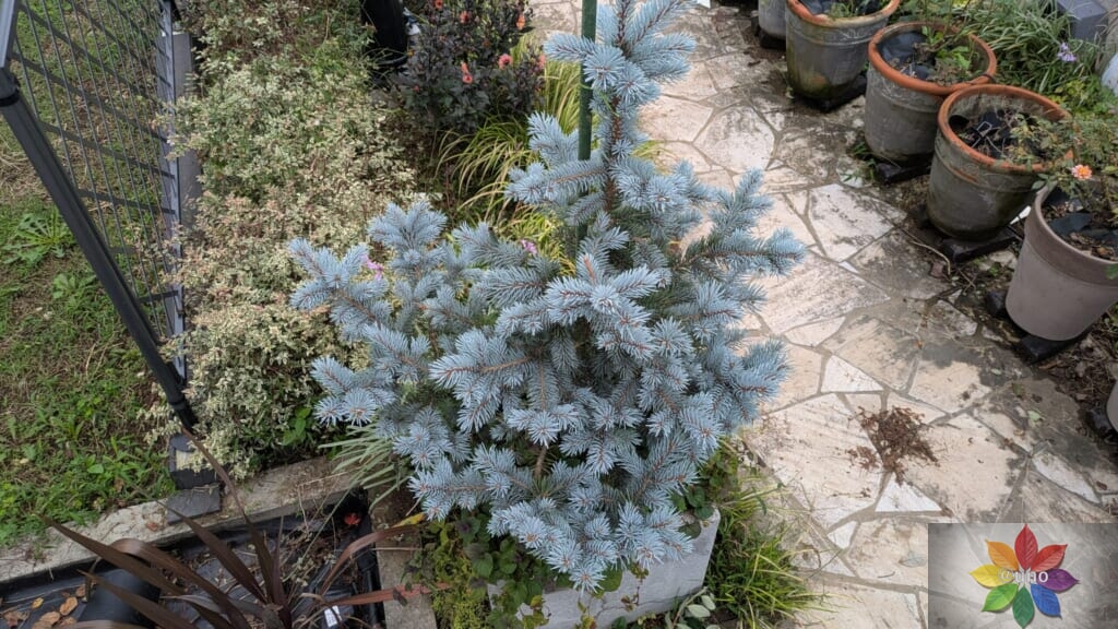 ピセア・プンゲンス ホプシー 鉢植え
