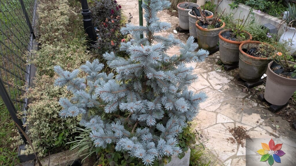 ピセア・プンゲンス ホプシー 鉢植え