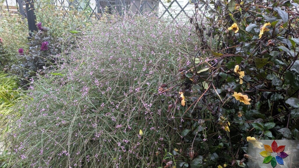 バーベナ　バンプトン　地植え