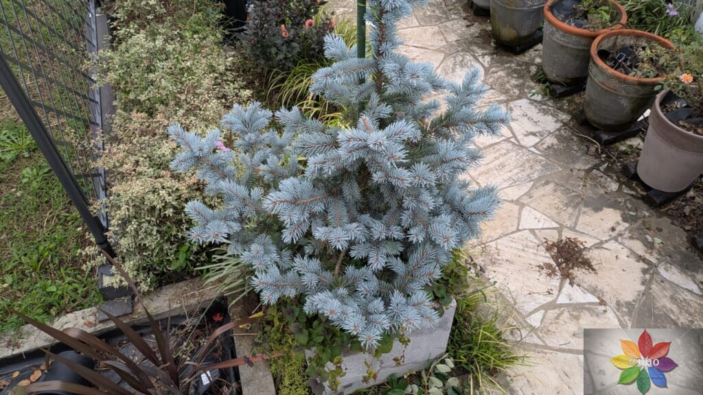 ピセア・プンゲンス ホプシー 鉢植え