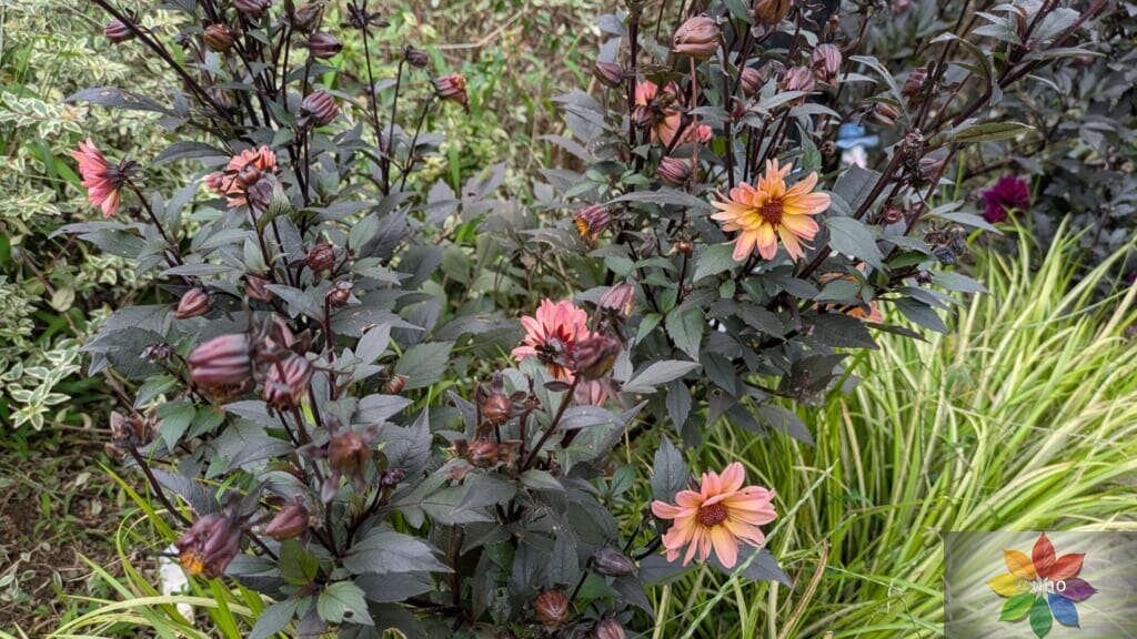 ダリア　ハミングブロンズ　サイレンティア　地植え