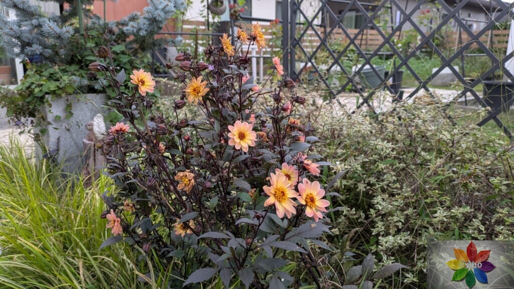 ダリア　ハミングブロンズ　サイレンティア　地植え