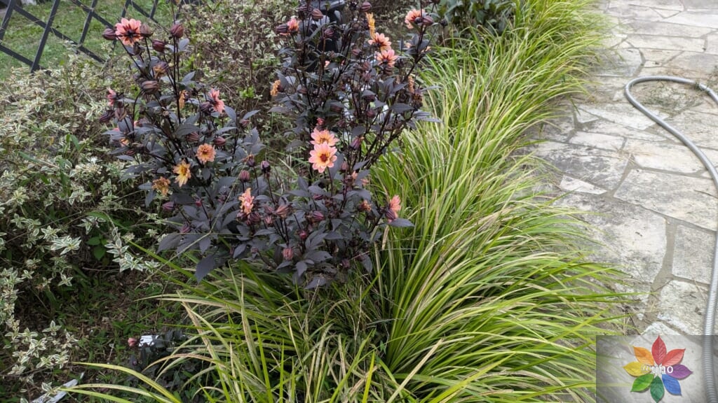 ダリア　ハミングブロンズ　サイレンティア　地植え