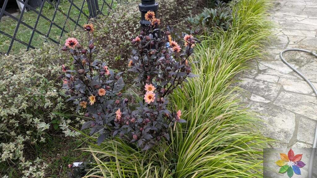 ダリア　ハミングブロンズ　サイレンティア　地植え