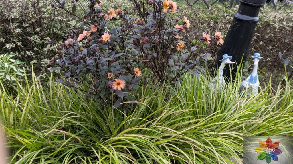 ダリア　ハミングブロンズ　サイレンティア　地植え